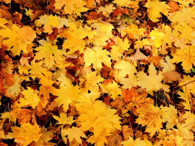 Kunterbunter Herbst